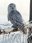pic for winter owl
